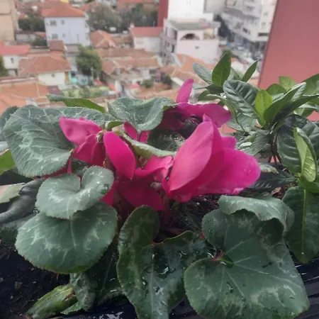 Gardenia Sui 아파트 *