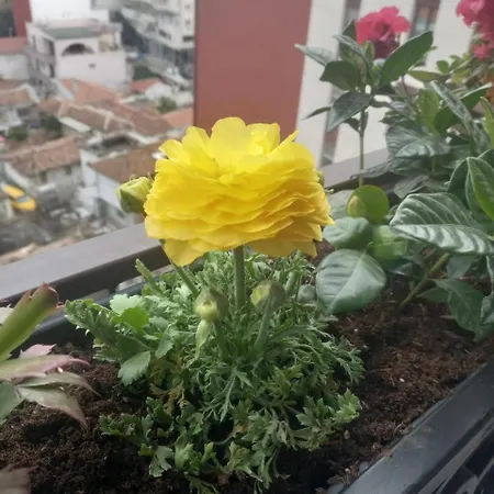 Gardenia Sui * 티라나