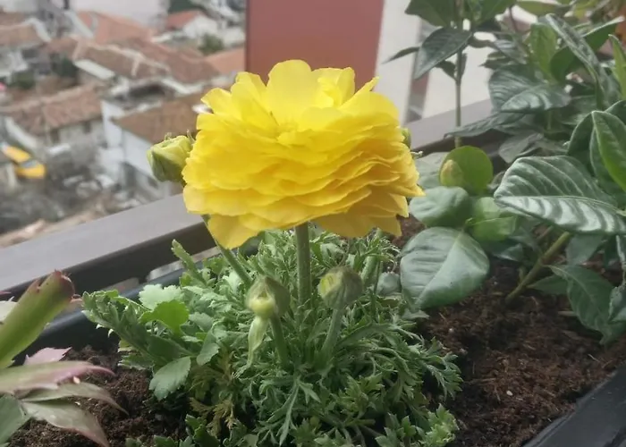 Gardenia Sui * Tirana